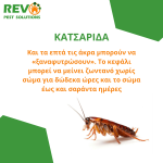 Pest Control Cyprus Nicosia - Απεντομώσεις Απολυμάνσεις Μυοκτονίες Λευκωσία Κύπρος