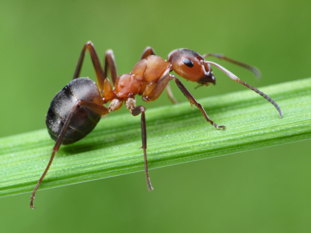 Ants Ant control Ant infestation Ant extermination Ant colonies Ant baits Ant traps Ant prevention Ants in the house Ant pest management Μυρμήγκια (Myrmígkia) Έλεγχος μυρμηγκιών (Élenchos myrmingkión) Μόλυνση από μυρμήγκια (Mólynsi apó myrmingkia) Εξόντωση μυρμηγκιών (Exóntosi myrmingkión) Κολωνίες μυρμηγκιών (Koloníes myrmingkión) Δολώματα για μυρμήγκια (Dolómata gia myrmingkia) Παγίδες για μυρμήγκια (Pagídes gia myrmingkia) Πρόληψη μυρμηγκιών (Prólepsi myrmingkión) Μυρμήγκια στο σπίτι (Myrmígkia sto spíti) Διαχείριση μυρμηγκιών (Diachírisi myrmingkión)