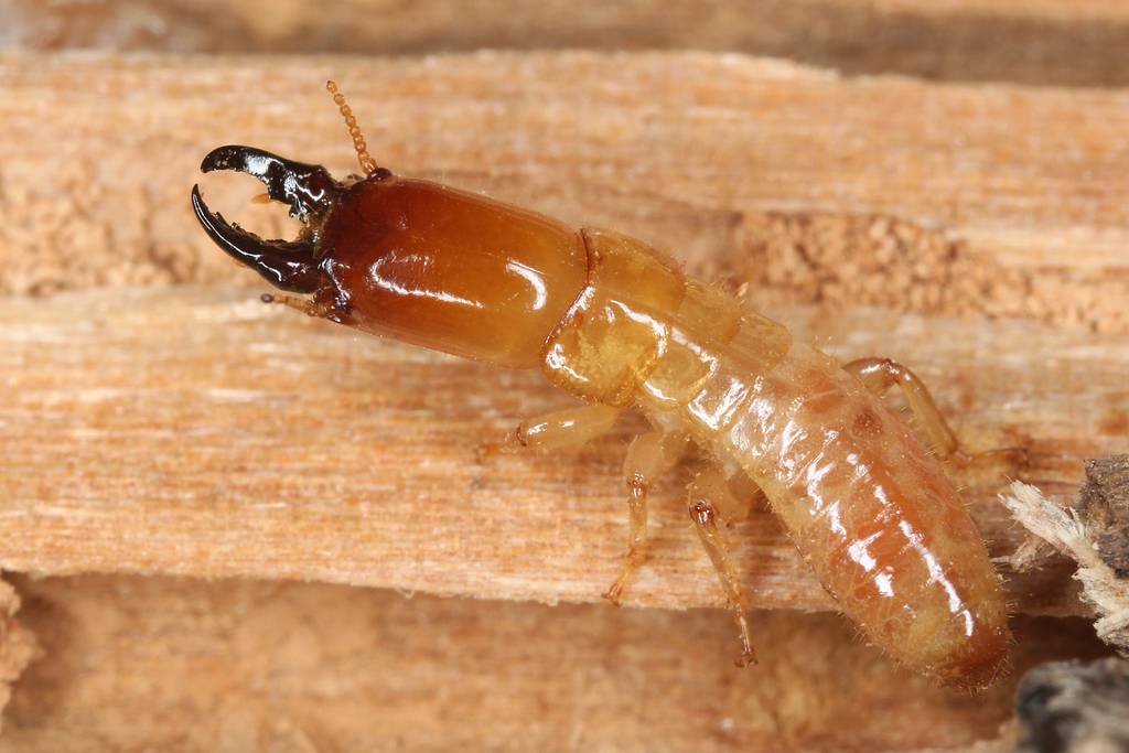 Termites Termite control Infestation Termite damage Termite colonies Termite treatment Wood-destroying insects Subterranean termites Drywood termites Termite prevention Τερμίτες (Termítes) Έλεγχος τερμίτων (Élenchos termíton) Παράσιτα (Parásita) Ζημιές από τερμίτες (Zimíes apó termítes) Κολωνίες τερμίτων (Koloníes termíton) Θεραπεία τερμίτων (Therapía termíton) Καταστροφείς του ξύλου (Katastrofís tou xýlou) Υπόγειες τερμίτες (Ypógeies termítes) Ξηροξυλοφάγες τερμίτες (Xiroxylofáges termítes) Πρόληψη τερμίτων (Prólepsi termíton)