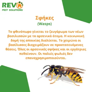 Professional bee and wasp nest removal services in Nicosia, Cyprus. Safe and eco-friendly methods. Επαγγελματική απομάκρυνση μελισσών και σφηκών στη Λευκωσία, με ασφαλείς και οικολογικές μεθόδους.