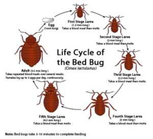 Professional bed bug removal services in Nicosia, Cyprus. Επαγγελματική καταπολέμηση κοριών στη Λευκωσία, Κύπρος.