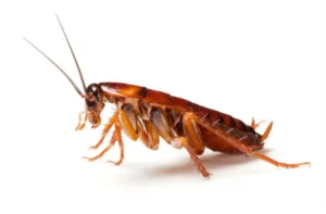 Expert cockroach pest control services in Nicosia, Cyprus. Εξειδικευμένες υπηρεσίες απεντόμωσης κατσαρίδων στη Λευκωσία, Κύπρος.