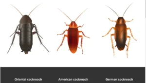 Expert cockroach pest control services in Nicosia, Cyprus. Εξειδικευμένες υπηρεσίες απεντόμωσης κατσαρίδων στη Λευκωσία, Κύπρος.