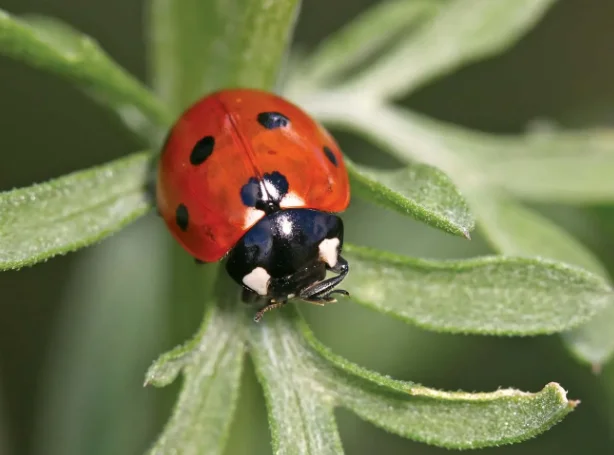 Safe, non-toxic, and eco-friendly pest control solutions in Nicosia, Cyprus. Ασφαλείς, μη τοξικές και οικολογικές λύσεις ελέγχου παρασίτων στη Λευκωσία, Κύπρος.