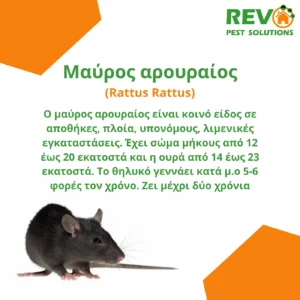 Professional rodent removal services in Nicosia, Cyprus. Αποτελεσματική καταπολέμηση ποντικών και αρουραίων στη Λευκωσία, Κύπρος.