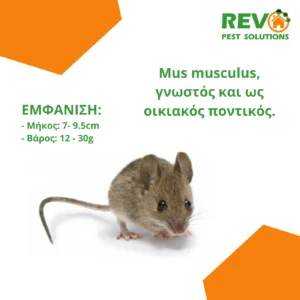 Professional rodent removal services in Nicosia, Cyprus. Αποτελεσματική καταπολέμηση ποντικών και αρουραίων στη Λευκωσία, Κύπρος.