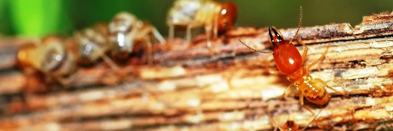 Effective termite pest control and prevention in Nicosia, Cyprus. Αντιμετώπιση και πρόληψη τερμιτών στη Λευκωσία, Κύπρος.