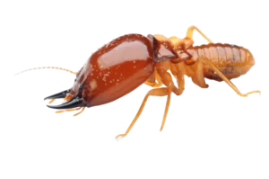 Effective termite pest control and prevention in Nicosia, Cyprus. Αντιμετώπιση και πρόληψη τερμιτών στη Λευκωσία, Κύπρος.