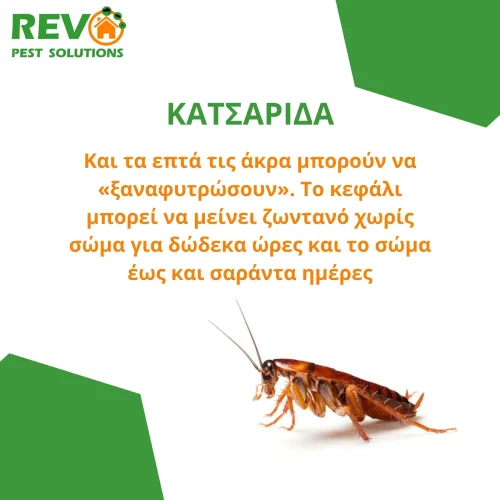 Expert cockroach pest control services in Nicosia, Cyprus. Εξειδικευμένες υπηρεσίες απεντόμωσης κατσαρίδων στη Λευκωσία, Κύπρος.