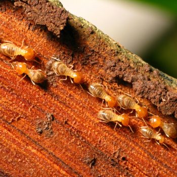 drywood termites