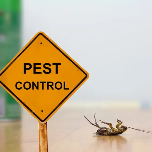 Professional pest control services in Nicosia, Cyprus, for homes and businesses. Επαγγελματικές υπηρεσίες απεντόμωσης στη Λευκωσία, Κύπρος, για σπίτια και επιχειρήσεις.