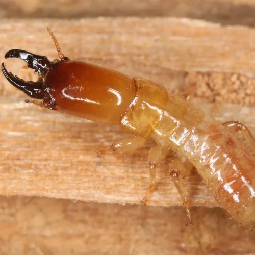 Effective termite pest control and prevention in Nicosia, Cyprus. Αντιμετώπιση και πρόληψη τερμιτών στη Λευκωσία, Κύπρος.