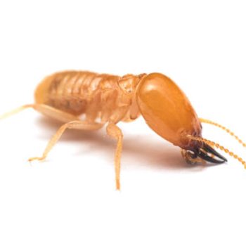 Soldier termite on white background